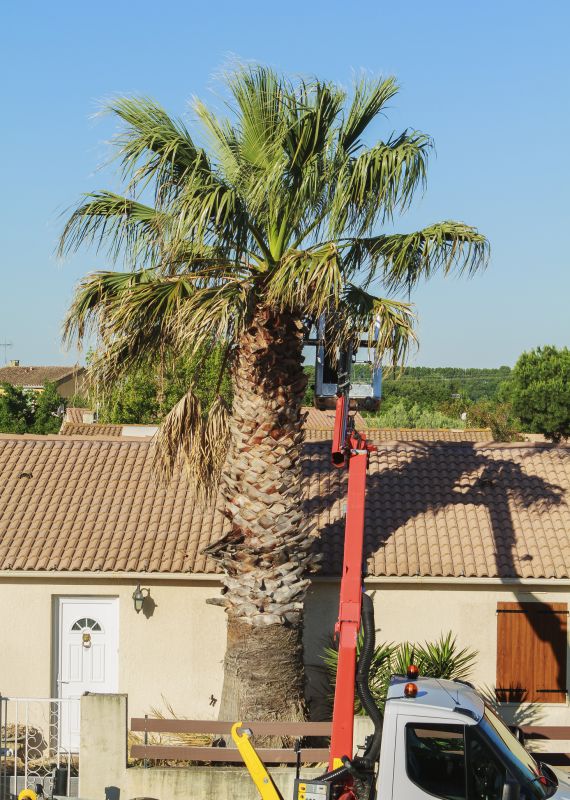 Contact About Palm Tree Removal