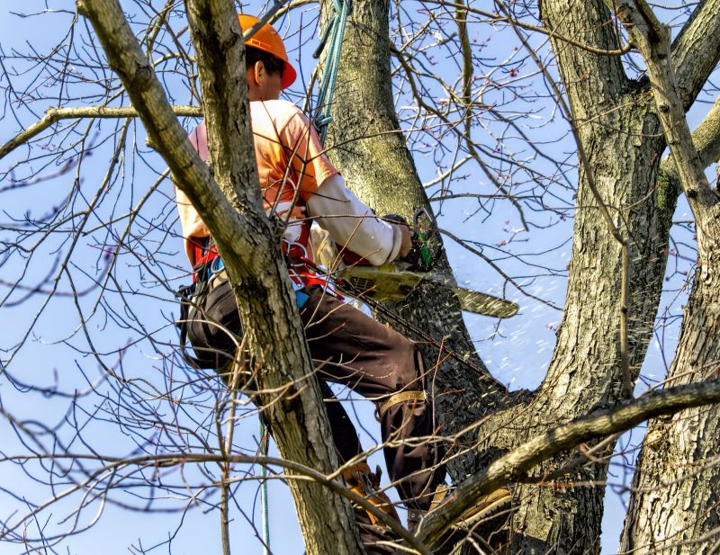 Tree Limbs Removal