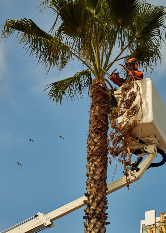 Palm Tree Removal detail