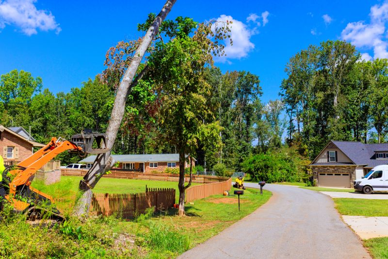 Palm Tree Removal detail