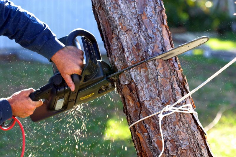 Mimosa Tree Removal in Bucks County, PA